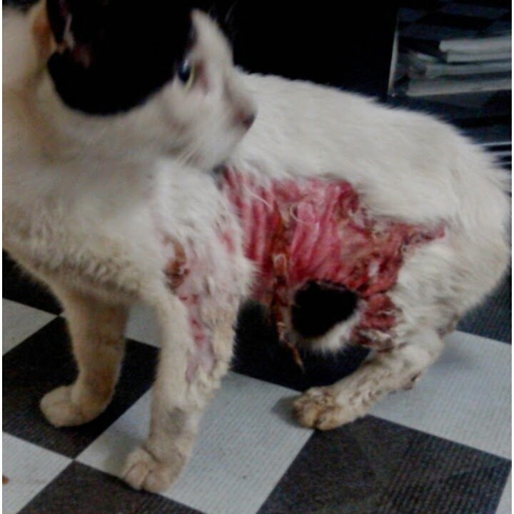 Ubat Sakit Perut Untuk Kucing - Syd Thomposon 2012